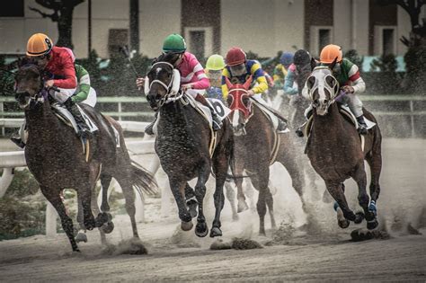 horse betting terms|Exacta! Horse Betting Terminology for Rookies .